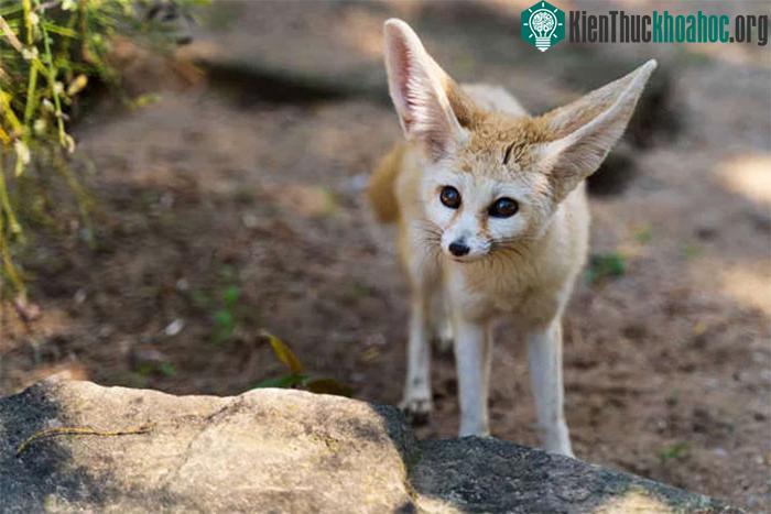 Cáo Fennec