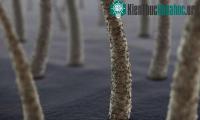 Ảnh Mỹ phát triển vật liệu siêu cứng chống đạn từ tóc