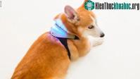 Ảnh Những đồ chơi công nghệ không giống ai của người Nhật