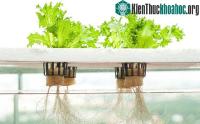 Ảnh Thử nghiệm phương pháp thủy canh bằng nước thải ở Đức