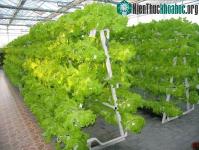 Ảnh Nhà máy trồng rau không cần đất ở Trung Quốc
