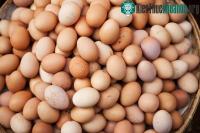 Ảnh Canada tìm ra công nghệ phát hiện giới tính trứng gà trước khi ấp