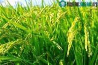 Ảnh Phân bón sản xuất bằng ánh sáng Mặt Trời