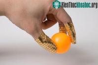 Ảnh Phát triển cảm biến áp lực siêu mỏng, trong suốt, đo cực chính xác