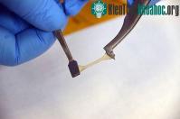 Ảnh Nhựa sinh học tự chữa lành bằng nước, cắt lìa vẫn nối lại được như cũ