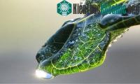 Ảnh Hệ thống quang hợp nhân tạo biến nước thành hydro và oxy