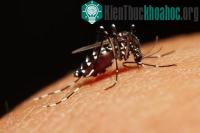 Ảnh Triệt sản muỗi bằng máu nhân tạo