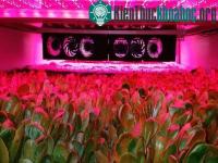 Ảnh Trồng rau gần như không dùng đất và nước