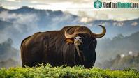 Ảnh "Sở thú đông lạnh" hồi sinh những loài động vật bên bờ vực tuyệt chủng