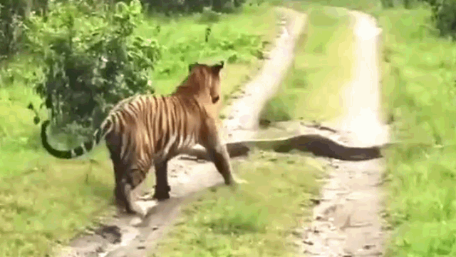 Ảnh Hổ dữ đụng độ trăn "khổng lồ" ngay giữa đường và cái kết bất ngờ