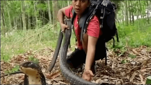 Ảnh Khi bị bắt, rắn hổ mang chúa điên cuồng chống trả nam thanh niên