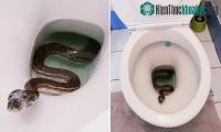 Ảnh Những loài sinh vật có thể đột nhập vào bồn vệ sinh và khiến bạn "khóc thét"