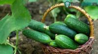Ảnh Top 8 loại thực phẩm giúp giảm mỡ và bớt thèm ăn