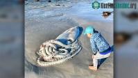 Ảnh Con mực khổng lồ dài hơn 3,5 mét trôi dạt vào bờ biển Nam Phi