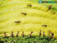 Ảnh Kinh ngạc với loài vật bé nhỏ, nhưng có thể chạy tới 47 bước mỗi giây