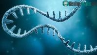 Ảnh Có thể phát hiện cùng lúc nhiều bệnh di truyền khi xét nghiệm DNA 