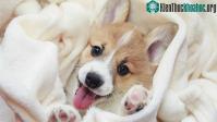 Ảnh Cách tính tuổi chó vô cùng đơn giản