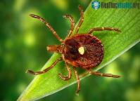 Ảnh Phát hiện virus bí ẩn và hiếm gặp gây bệnh chết người đang lây lan nhanh