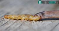 Ảnh Rắn quý hiếm bỏ mạng vì ăn phải thịt rết độc quá khổ
