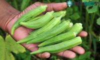 Ảnh Đậu bắp có thể là giải pháp giúp loại bỏ hạt vi nhựa nguy hiểm khỏi nguồn nước