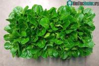 Ảnh Rau diếp giúp phi hành gia cải thiện sức khoẻ dài ngày trên sao Hỏa