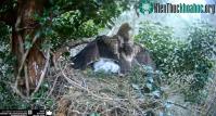 Ảnh Đại bàng mẹ đang nằm canh tổ nhưng kẻ thù vẫn lao đến tấn công