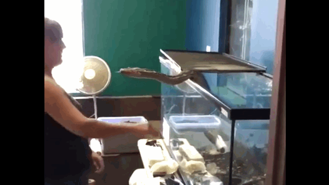 Ảnh Video: Kinh hãi khoảnh khắc con trăn bất ngờ tấn công chủ khi đang được cho ăn