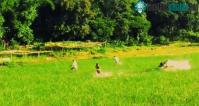 Ảnh Trâu "điên" hung hăng đã tấn công người dân trên ruộng lúa