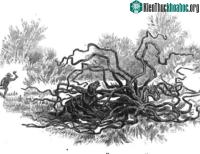 Ảnh Những câu chuyện bí ẩn về loài cây ăn thịt người