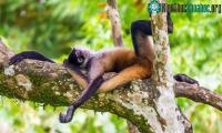 Ảnh Khám phá mới củng cố thêm về giả thuyết "khỉ say rượu"