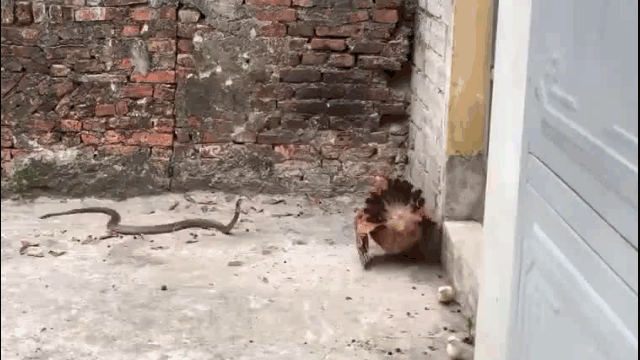 Ảnh Video: Gà mẹ xả thân tử chiến với rắn hổ mang chúa để bảo vệ con và cái kết xứng đáng