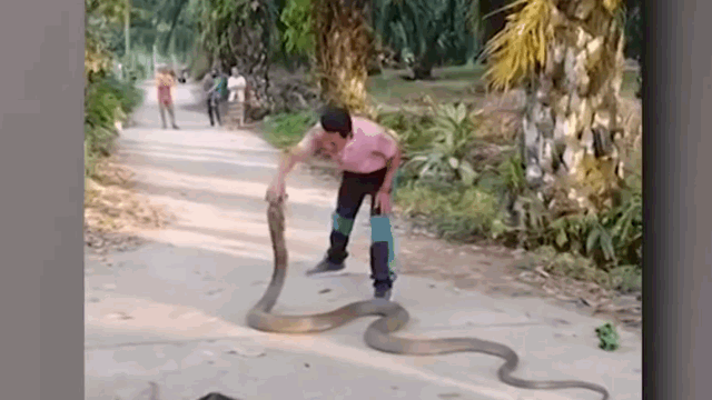 Ảnh Người đàn ông dùng tay không để bắt rắn hổ mang chúa nặng tới 10kg