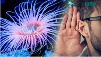 Ảnh Phát hiện liên hệ gây sốc giữa con người và quái vật đại dương biết mọc lại đầu