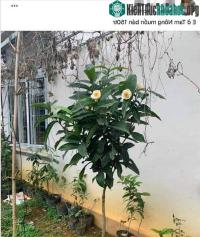Ảnh Cục trưởng Cục Trồng trọt cho biết: "Bạch hải đường là cây rất bình thường, hãy nhớ bài học lan đột biến"