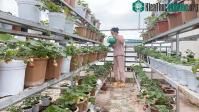 Ảnh Cách trồng và chăm sóc dâu tây trên sân thượng