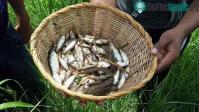 Ảnh Lluvia de Peces - Trận mưa cá bí ẩn chưa có lời đáp ở Honduras