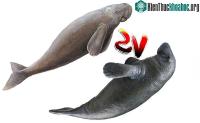 Ảnh Phân biệt dễ dàng bò biển với lợn biển: Hai sinh vật quý hiếm nhìn khá giống nhau, cực dễ!
