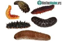 Ảnh Loài "nhân sâm" biển có giá 81 triệu đồng/kg,khiến các thợ lặn mạo hiểm tính mạng để lùng sục