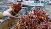 Ảnh Loại cây mọc dại tại Việt Nam, tuy có độc nhưng dân Trung Quốc vẫn mua ăn với giá trên trời
