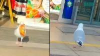 Ảnh Chim mòng biển thản nhiên vào siêu thị lấy trộm đồ giống như chốn không người