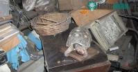 Ảnh Rùa cưng bị mất tích, 30 năm sau gia đình sững sờ phát hiện ra còn sống ở một nơi không ngờ