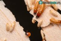 Ảnh Trong họ hàng nhà mối, có một chi đã sống trên biển suốt hàng triệu năm nay