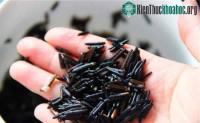 Ảnh Loại rau được mệnh danh là "chân dài mỹ nữ", trên thế giới chỉ có Việt Nam và Trung Quốc trồng để ăn