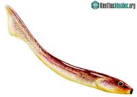 Ảnh Sinh vật bí ẩn giống cá, có thể là tổ tiên cổ đại của con người