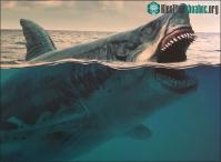 Ảnh Loài cá quen thuộc này đã đẩy "quái thú" Megalodon đi tới tuyệt chủng