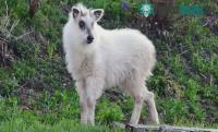 Ảnh Nhật Bản: Xuất hiện "Siêu thần thú" khiến cư dân mạng xôn xao