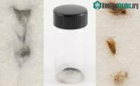 Ảnh Gián ăn bụi Mặt trăng được lấy về từ sứ mệnh Apollo 11 được đem bán đấu giá