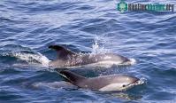 Ảnh Nghiên cứu mới cho thấy: Cá heo tìm thấy nhau nhờ nước tiểu