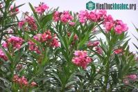 Ảnh Top 4 loại hoa dù đẹp đến mấy cũng không nên trưng trong nhà kẻo ảnh hưởng xấu tới sức khỏe