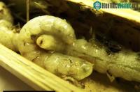 Ảnh Phát hiện ấu trùng tò vò sẵn sàng ăn thịt anh chị em cùng mẹ của mình